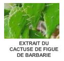 docteur renaud cactuse